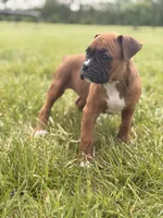 Esther, a female Boxer for sale in Chicago, IL – 1 of 4