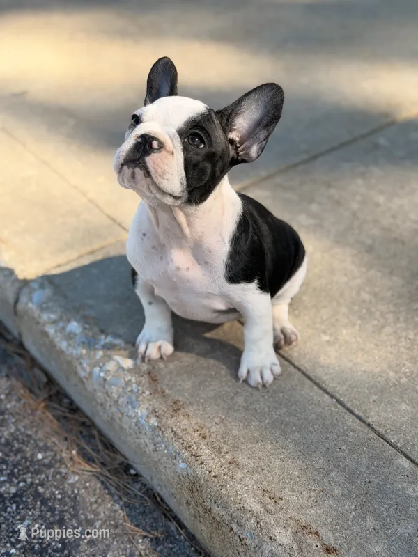 Cature  – French Bulldog puppy for sale in Chicago, IL