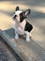 Cature , a female French Bulldog for sale in Chicago, IL – 3 of 5