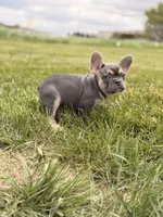 Bentley, a female French Bulldog for sale in Chicago, IL – 4 of 4