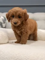 Marley, a male Miniature Goldendoodle for sale in Chicago, IL – 4 of 4