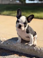 Cature , a female French Bulldog for sale in Chicago, IL – 4 of 5