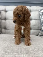 Ollie, a male Poodle - Toy  for sale in Chicago, IL – 2 of 5