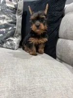 Fendi, a female Yorkshire Terrier for sale in Chicago, IL – 3 of 5