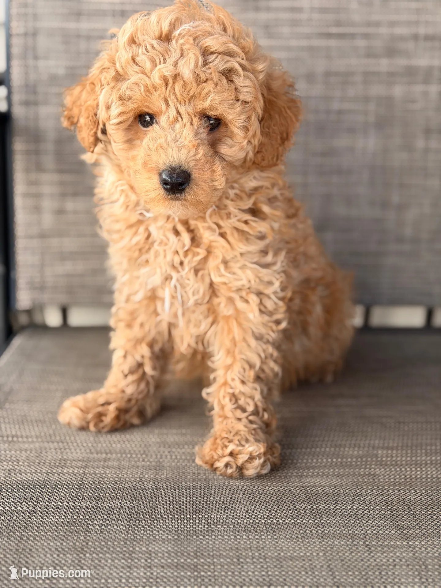 Chase – Miniature Goldendoodle puppy for sale in Chicago, IL