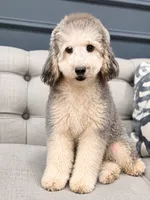 Theo, a male Poodle - Miniature  for sale in Chicago, IL – 3 of 8