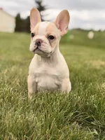 Bandit, a male French Bulldog for sale in Chicago, IL – 1 of 4