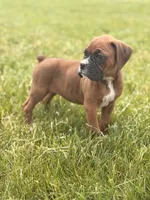 Zara, a female Boxer for sale in Chicago, IL – 2 of 4