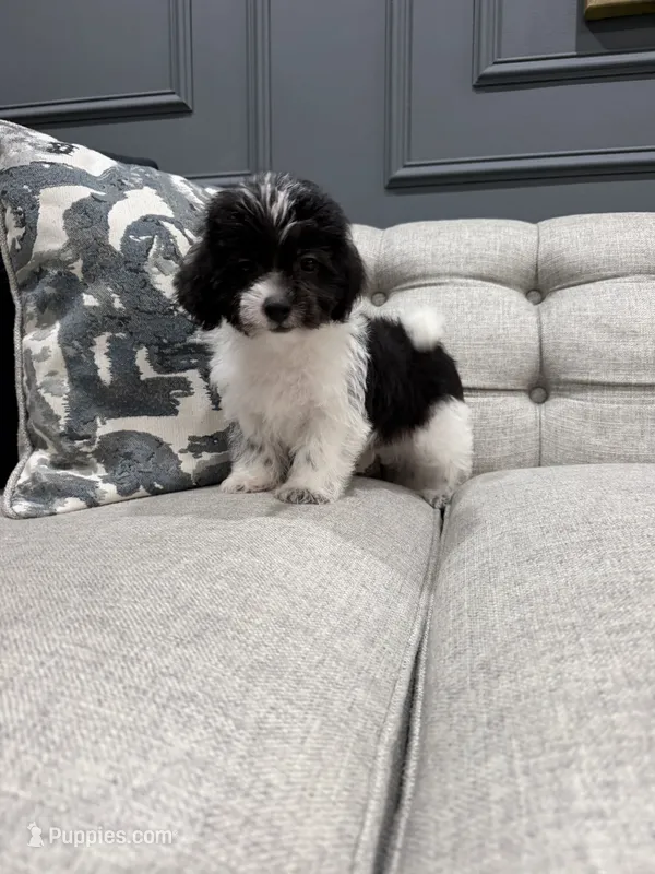 Cash – Shihpoo puppy for sale in Chicago, IL