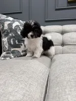 Cash, a female Shihpoo for sale in Chicago, IL – 1 of 5