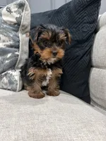 Nala , a female Yorkshire Terrier for sale in Chicago, IL – 3 of 5