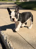 Cature , a female French Bulldog for sale in Chicago, IL – 1 of 5