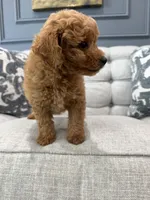 Roscoe, a male Miniature Goldendoodle for sale in Chicago, IL – 2 of 4