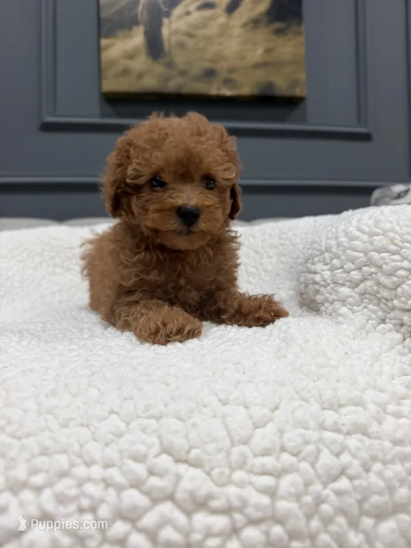 Shiloh – Poodle - Toy  puppy for sale in Chicago, IL