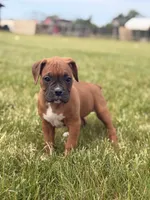 Ruth, a female Boxer for sale in Chicago, IL – 3 of 5