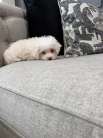 Lacey, a female Shihpoo for sale in Chicago, IL – 4 of 5