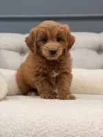 Marley, a male Miniature Goldendoodle for sale in Chicago, IL – 2 of 4