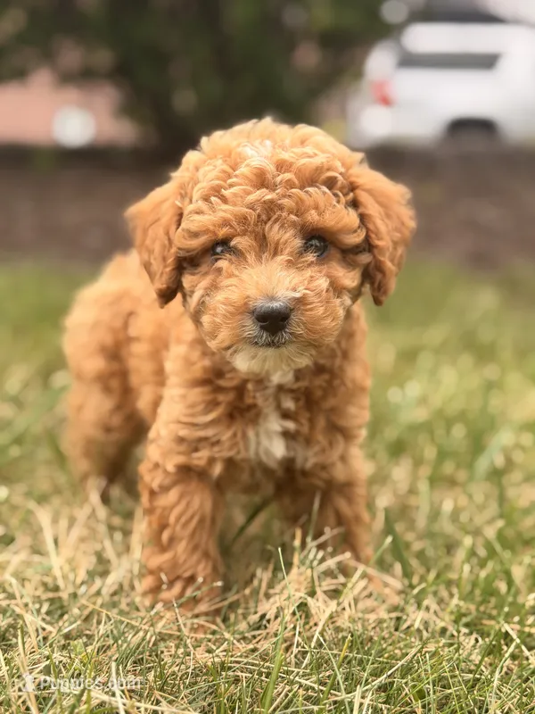 Chicago – Miniature Goldendoodle puppy for sale in Chicago, IL