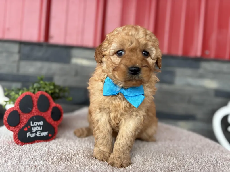 Bentley , a male Miniature Goldendoodle for sale in Chicago, IL – Photo 1 of 1