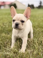 Bubbles, a female French Bulldog for sale in Chicago, IL – 1 of 4