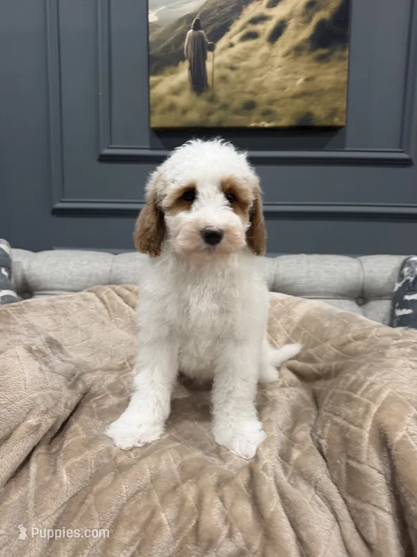 Bear – Miniature Goldendoodle puppy for sale in Chicago, IL