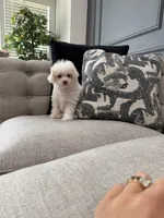 Lacey, a female Shihpoo for sale in Chicago, IL – 2 of 5