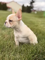 Bandit, a male French Bulldog for sale in Chicago, IL – 2 of 4