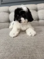 Gigi, a female Shihpoo for sale in Chicago, IL – 3 of 4