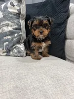 Nala , a female Yorkshire Terrier for sale in Chicago, IL – 2 of 5