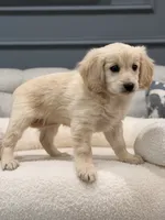 Lady , a female Miniature Goldendoodle for sale in Chicago, IL – 4 of 4