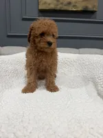 Shiloh, a female Poodle - Toy  for sale in Chicago, IL – 5 of 5