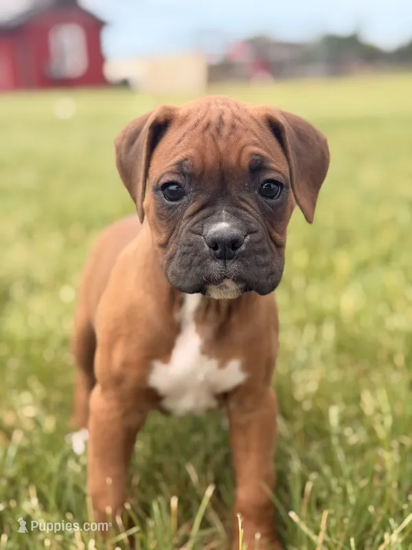 Ruth – Boxer puppy for sale in Chicago, IL