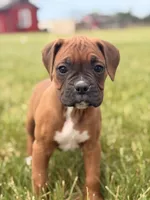 Ruth, a female Boxer for sale in Chicago, IL – 1 of 5