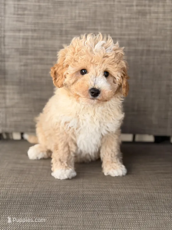 Rocky – Miniature Goldendoodle puppy for sale in Chicago, IL