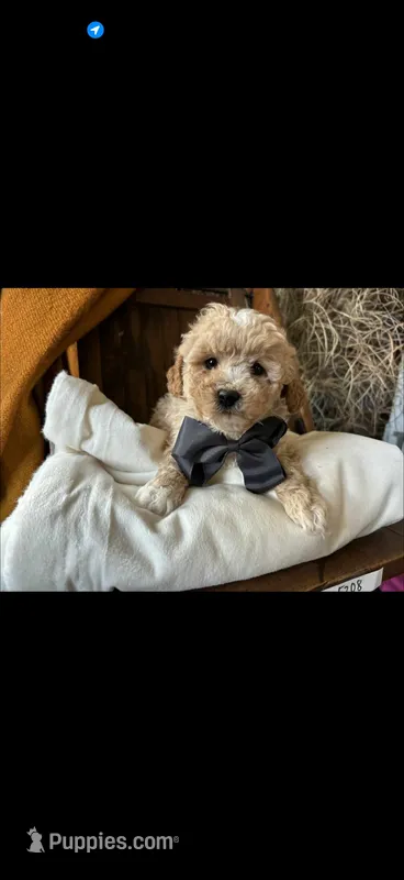 Rocky – Miniature Goldendoodle puppy for sale in Chicago, IL