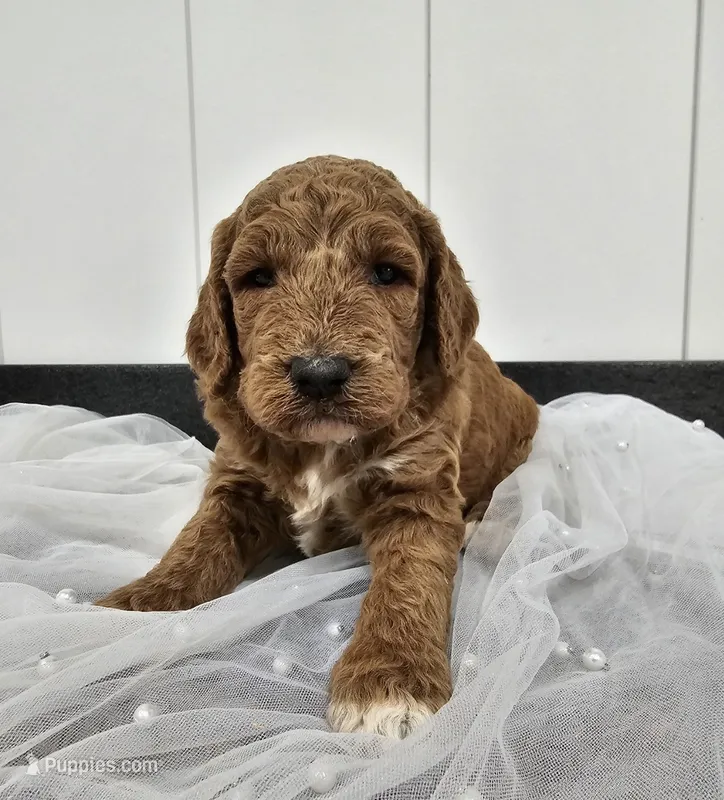 Lexy – Miniature Goldendoodle puppy for sale in Chicago, IL