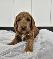 Lexy, a female Miniature Goldendoodle for sale in Chicago, IL – 1 of 1