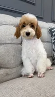 Liam, a male Poodle - Miniature  for sale in Chicago, IL – 3 of 5