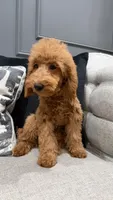 Levi, a male Poodle - Miniature  for sale in Chicago, IL – 3 of 5
