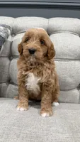 Turbo, a male Miniature Goldendoodle for sale in Chicago, IL – Photo 4 of 5