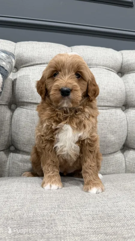 Turbo – Miniature Goldendoodle puppy for sale in Chicago, IL