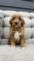 Turbo, a male Miniature Goldendoodle for sale in Chicago, IL – Photo 1 of 5