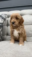 Turbo, a male Miniature Goldendoodle for sale in Chicago, IL – Photo 3 of 5