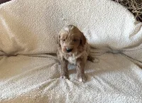 Turbo, a male Miniature Goldendoodle for sale in Chicago, IL – Photo 5 of 5