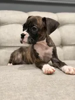 Bolt , a male Boxer for sale in Chicago, IL – 3 of 6