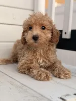 Cain, a male Poodle - Toy  for sale in Chicago, IL – Photo 2 of 4