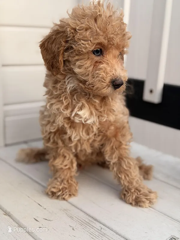 Cain – Poodle - Toy  puppy for sale in Chicago, IL