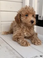 Cain, a male Poodle - Toy  for sale in Chicago, IL – Photo 3 of 4