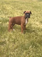 Esther, a female Boxer for sale in Chicago, IL – 4 of 4