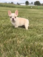 Bandit, a male French Bulldog for sale in Chicago, IL – 3 of 4